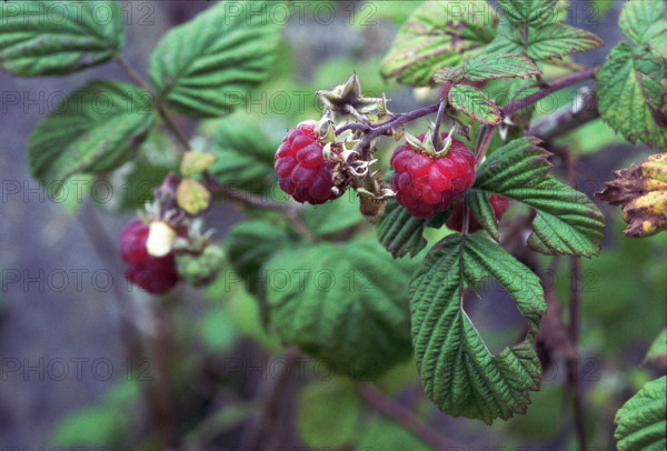 Raspberry, Rubus ideaus