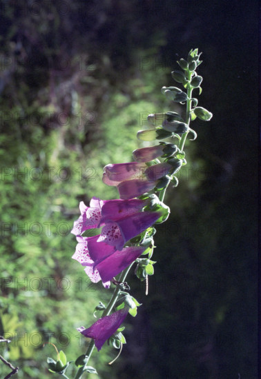 Foxglove, Digitalis purpura