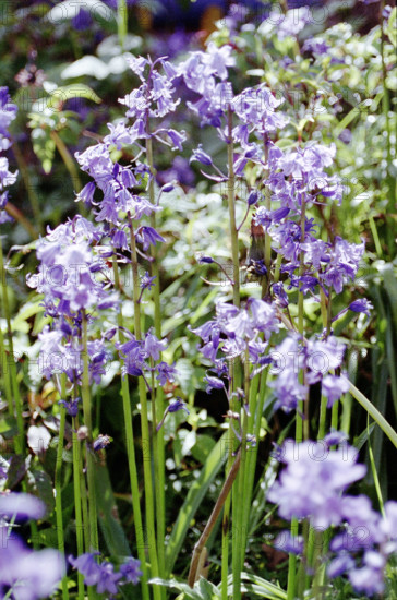 Bluebells. Hyacinthoidwa n0n-scripta