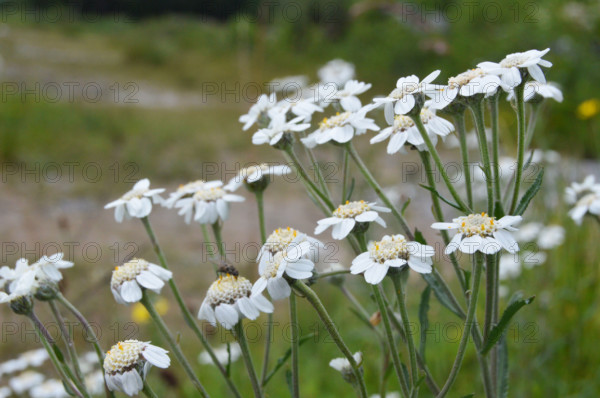 Sneezewort, Achillea ptarmica