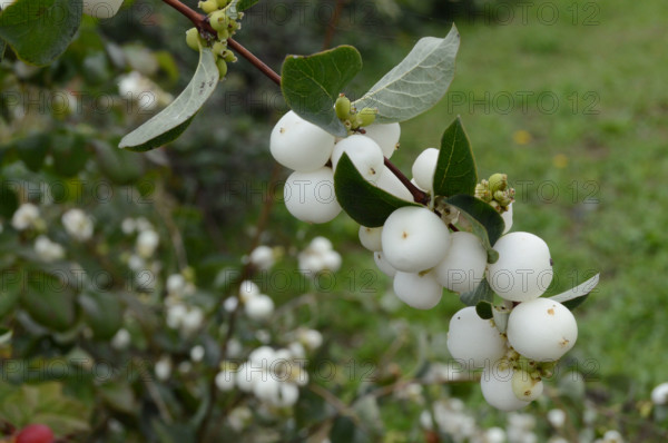 Snowberries, Symphoricarpos albus