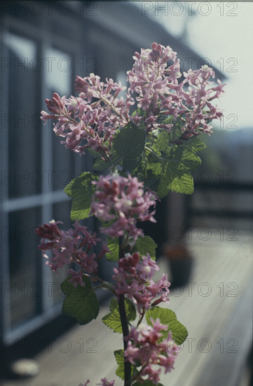 Flowering Blackcurrent, Ribes sanguineum