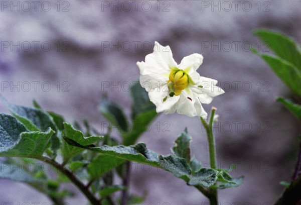 Potato flower, Solanum tuberosum