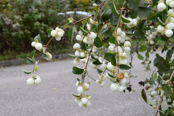 Snowberry, Symphoricarpos albus