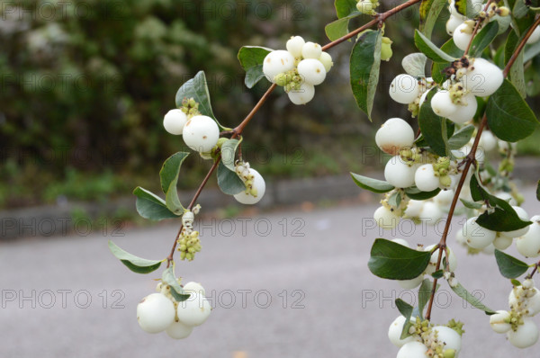 Snowberry, Symphoricarpos albus