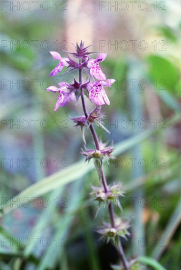 Hemp Nettle, Galeopis tetrahit