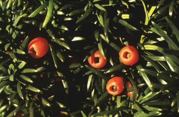 Yew, Taxus baccata