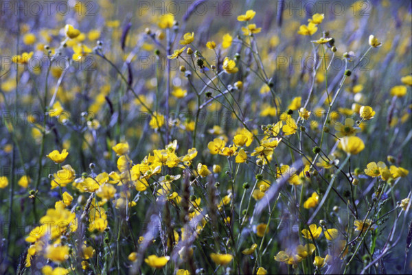 Creeping Buttercup, Raunculus repens