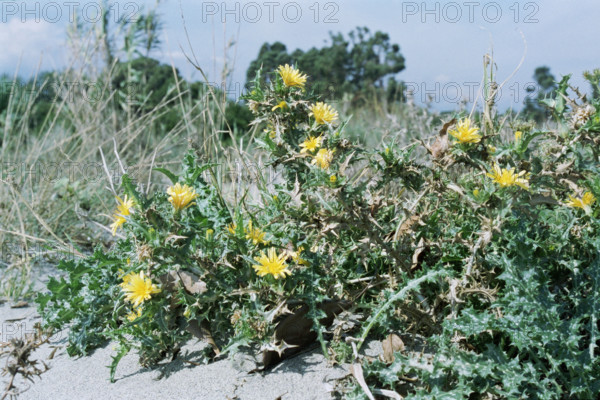 Spanish Oyster Plant, Scolymus hispanicus