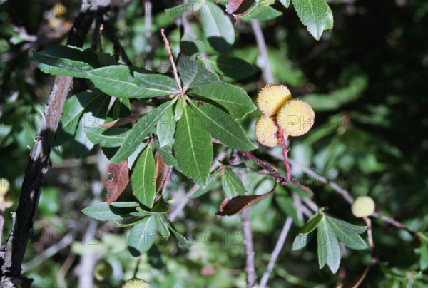 Strawberry Tree, Aerbutus unedo
