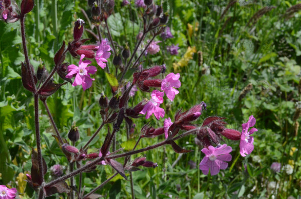Red Campion, Silene dioica