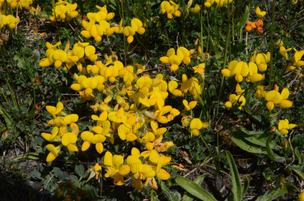 Bird‘s Foot Trefoil, Lotus corniculatus