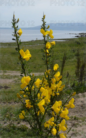 Broom, Cystisus scopaius