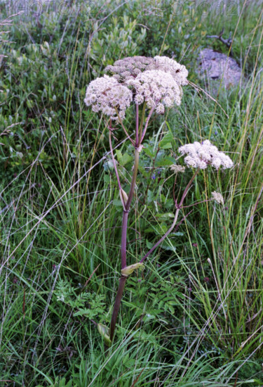 Angelica, Angelica archangelica