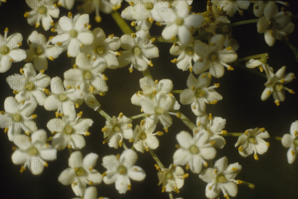 Elder flowers, Sambucus nigra