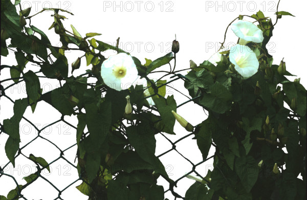 Bindweed, Calystegia sepium