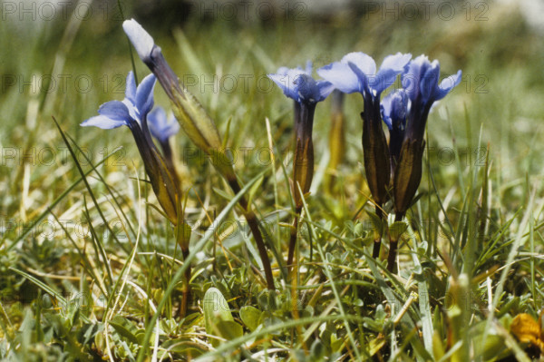 Spring Gentian, Gentiana verna