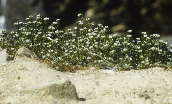 Scurvey Grass, cochlearia officinalis