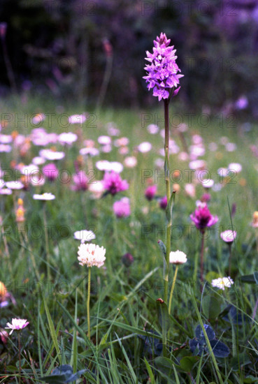 Orchid, Dactylorhiza