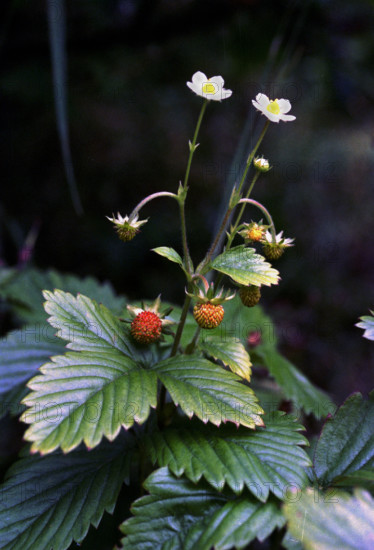 Wild Strawberry, Frageria vesca