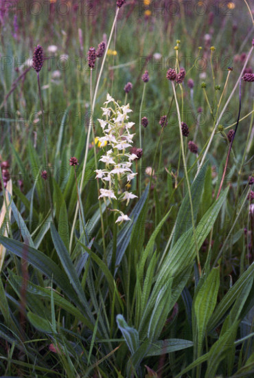 Butterfly Orchid, Platanthera
