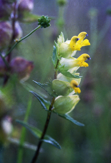 Yellow Rattle, Rhinanthus minor