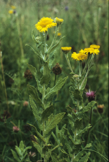 Fleabane, Pulcaria dysenterica