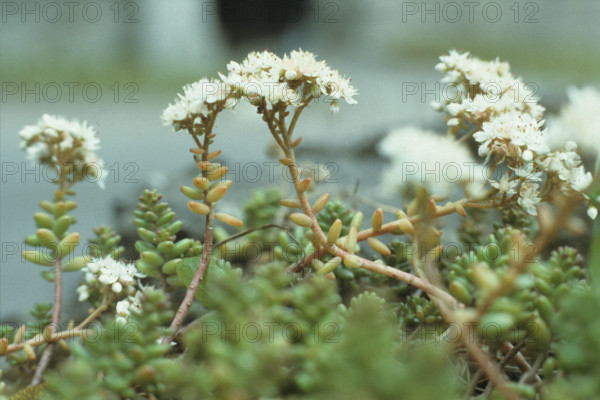 English Stonecrop, Sedum anglicum