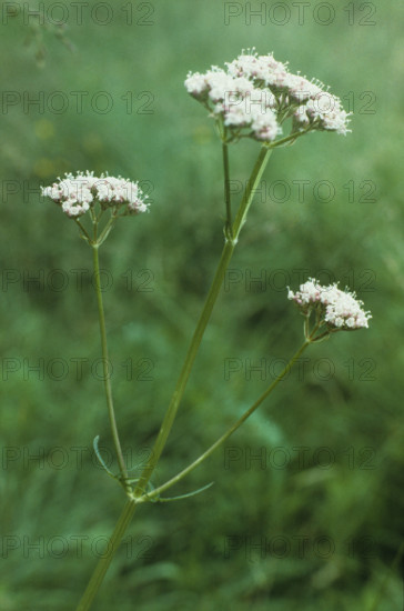 Valerian, Valerians officinalis