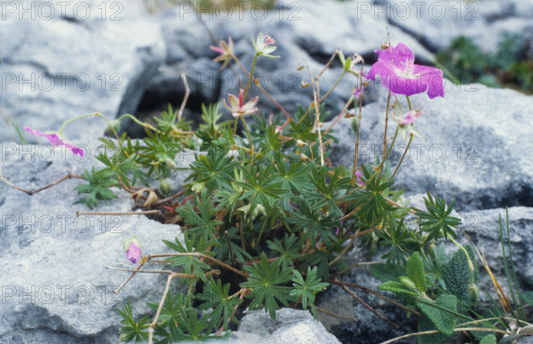 Bloody Cranesbill, Geranium sanguineum