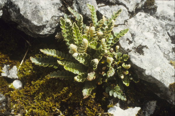 Rusty-back fern, Ceterach officinarum