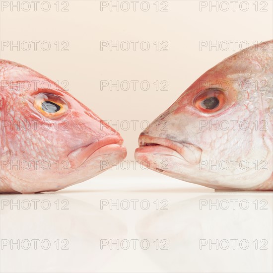 Still life of two fish heads.