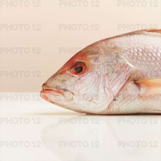 Still life of a fish head.