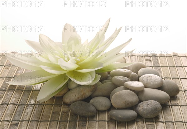 Stones and a beautiful flower.