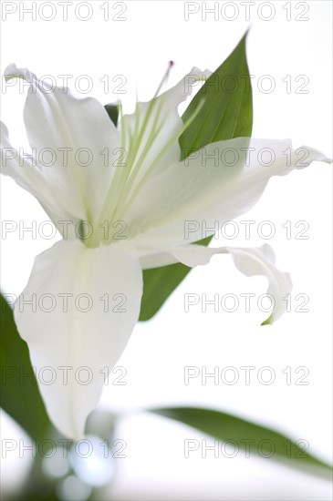 Closeup of a beautiful flower.