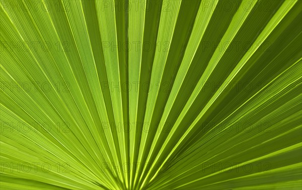 Closeup of green foliage.