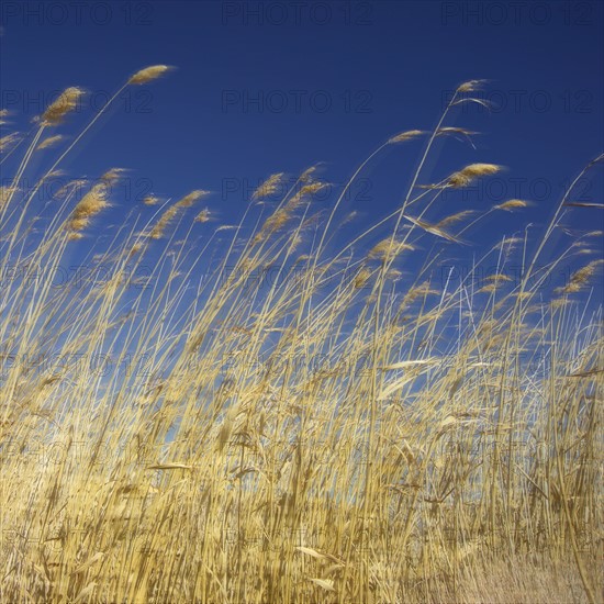 Amber waves of grain.