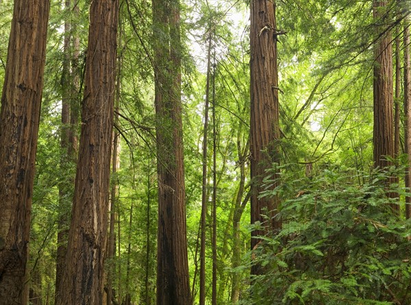 Redwoods in Muir Woods National Park California USA.