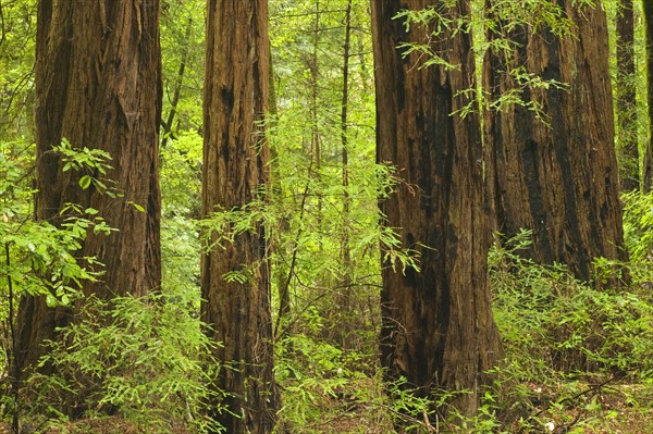 Redwoods in Muir Woods National Park California USA.