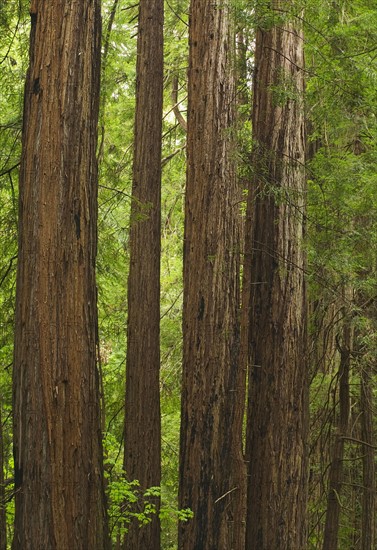 Redwoods in Muir Woods National Park California USA.