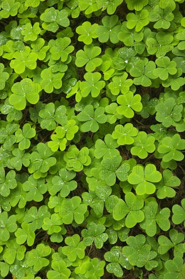 Clover Muir Woods National Park California USA.