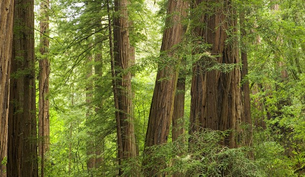 Redwood Trees in Muir Woods  California USA.