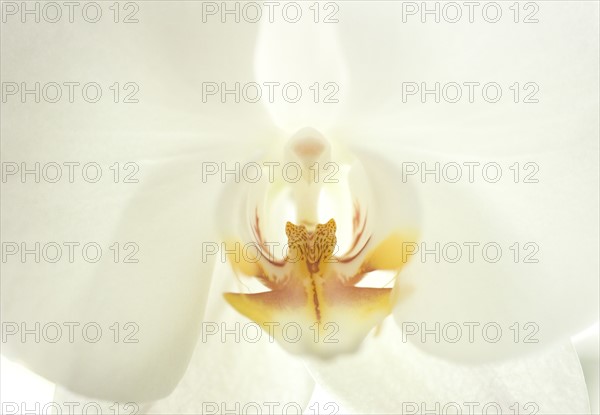 Close up of a flower.