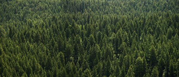 Aerial view of a forest.