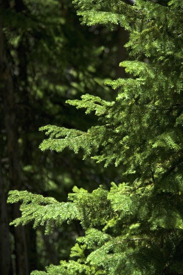 Sunlight on evergreen branches.