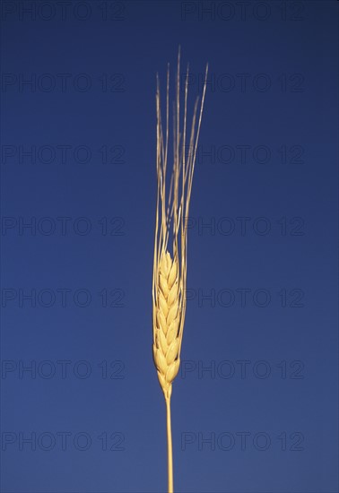 Closeup of a single wheat stalk.