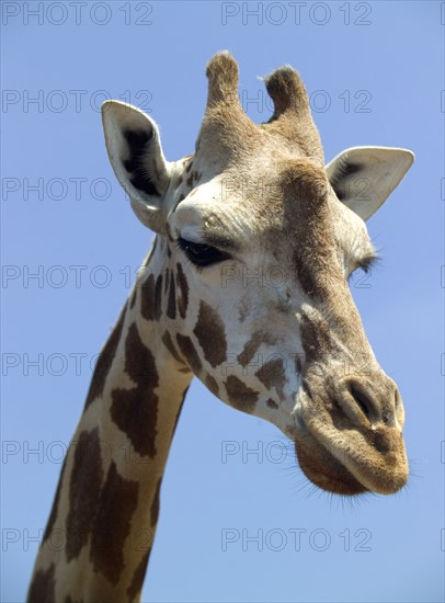 Head of a giraffe.