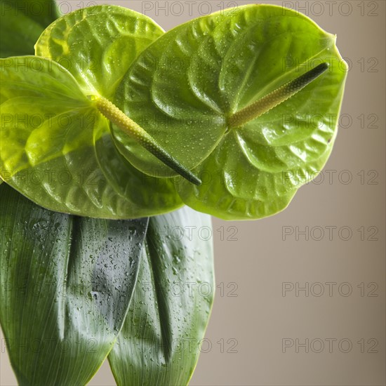 Close up of a flower.