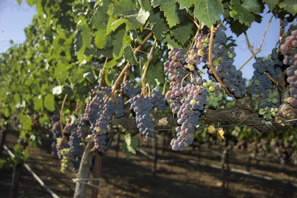 A vineyard in California.