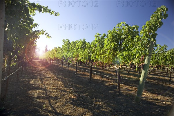 A vineyard in California.